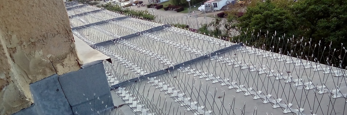 Gdzie kupić kolce na ptaki w Warszawie?