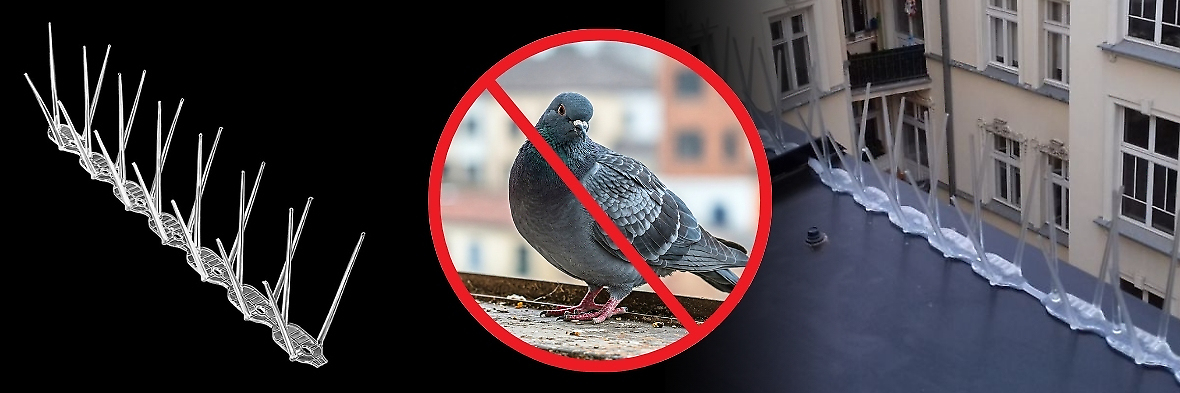 Gdzie kupić najlepsze kolce na ptaki?