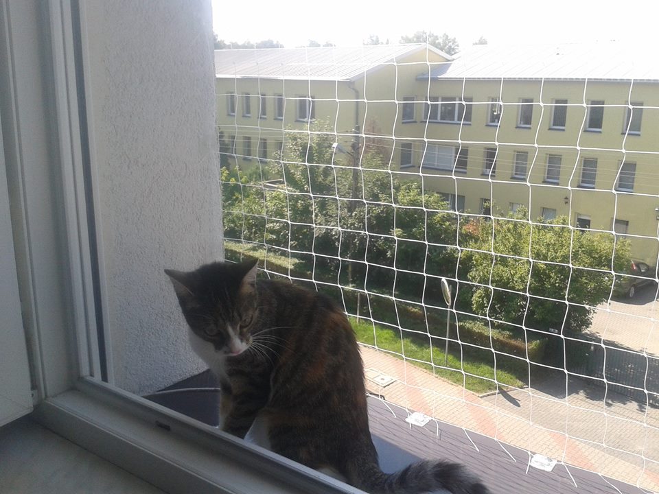 Jak Zamontować Siatkę Na Owady W Oknie SIATKA ZABEZPIECZAJĄCA DLA KOTA NA BALKON OKNO